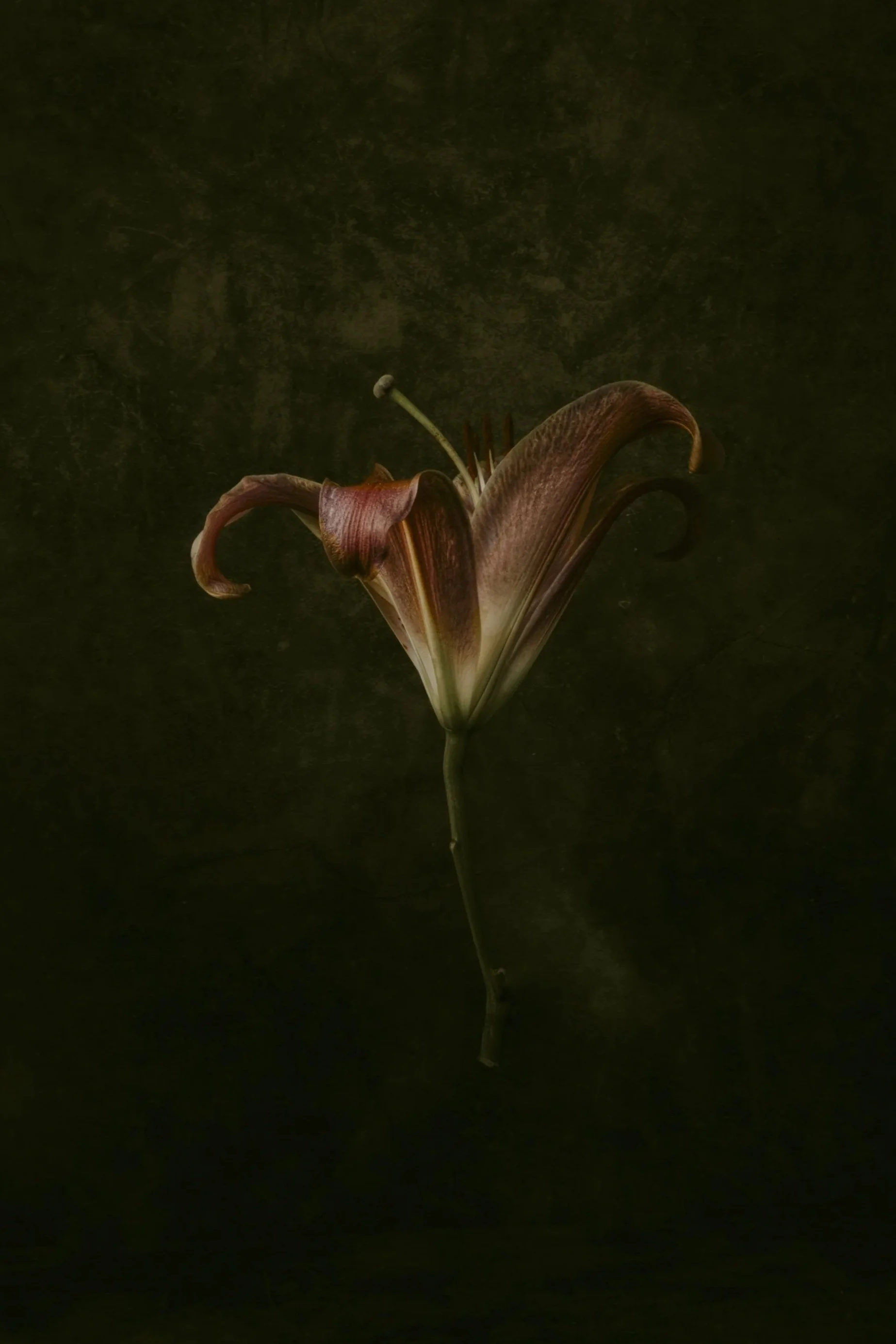 An iris flower in full bloom photo