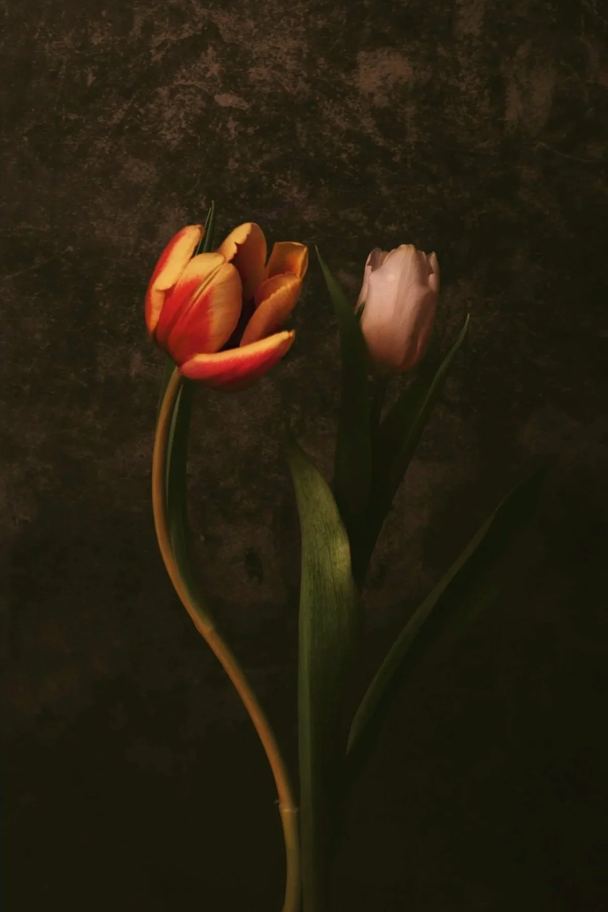 Tw tulips. dark and moody