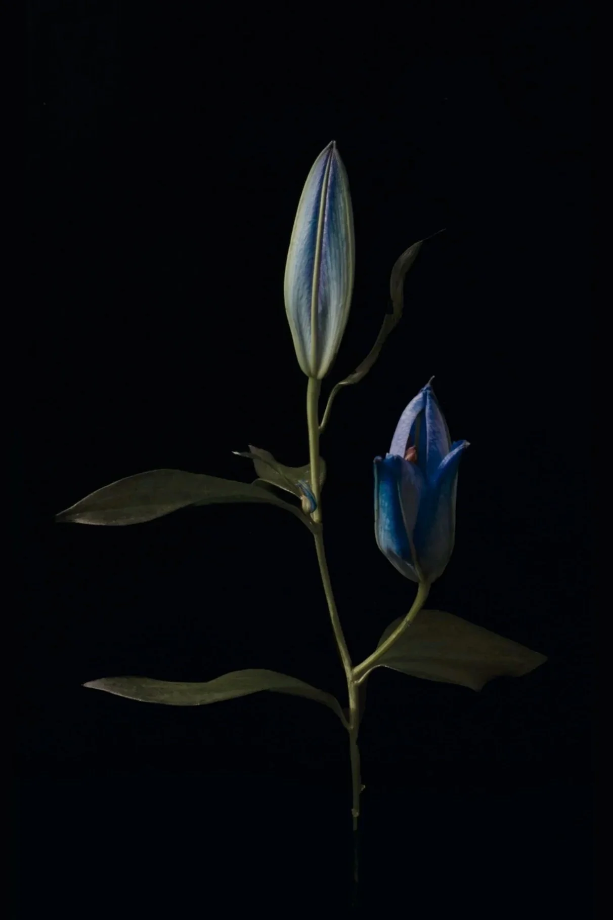 A still life photograph of two iris buds