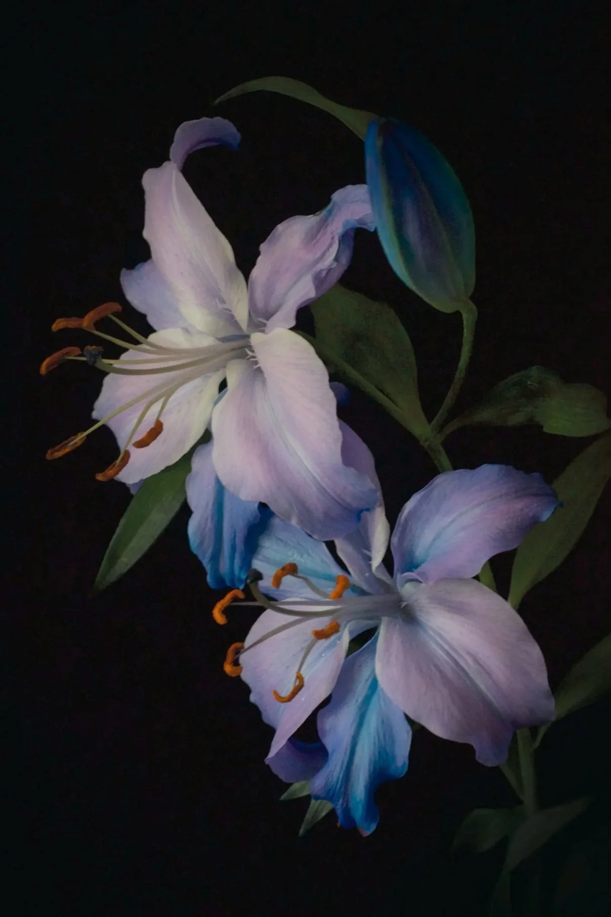 A fine art photograph of two iris flowers in full bloom