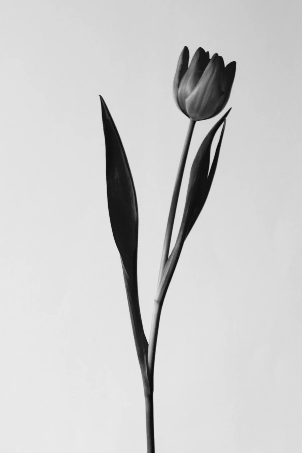 a single tulip in a minimalist elegant black and white photograph