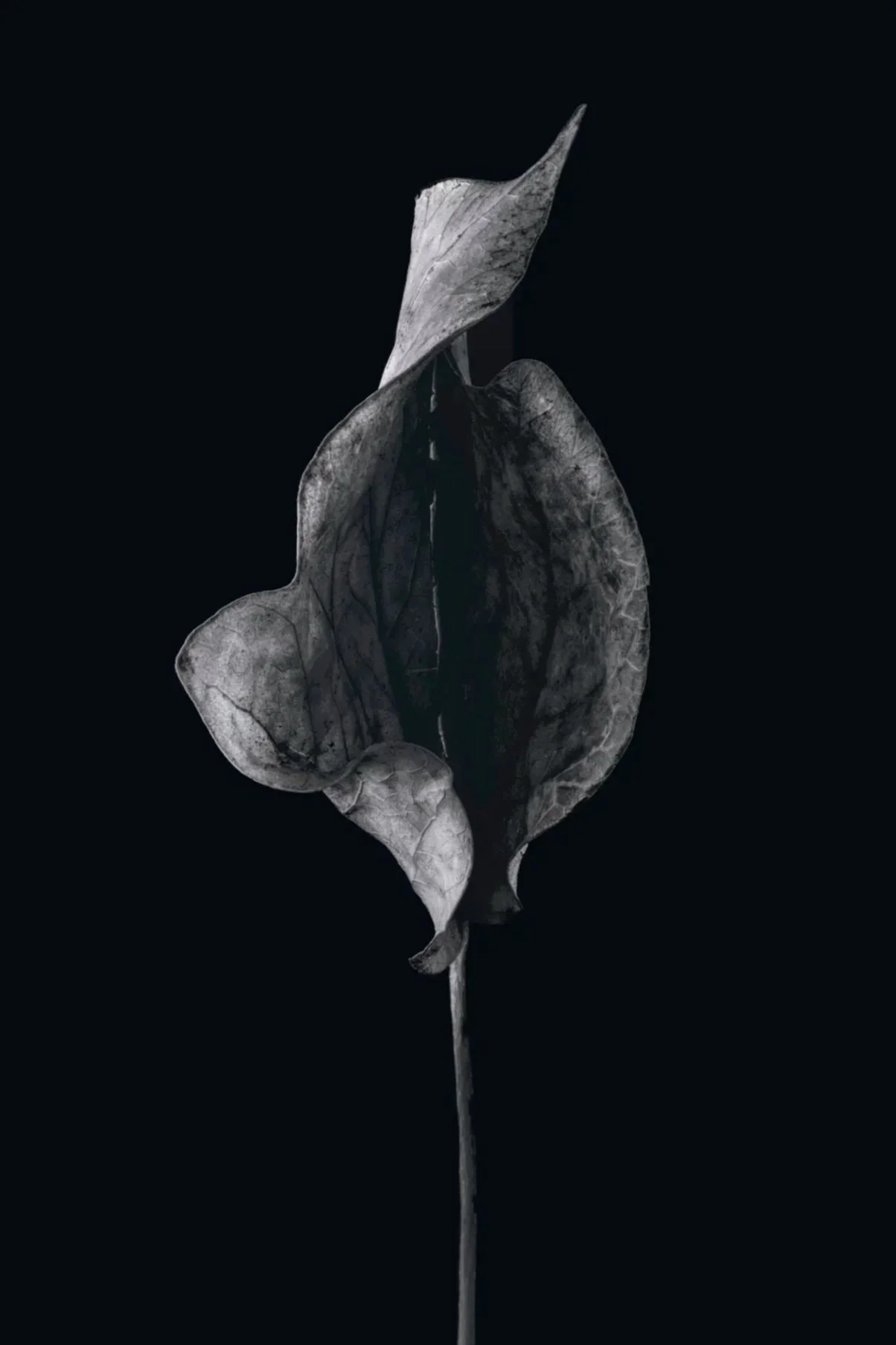 Black and white image of a wilted, dried leaf against a black background.