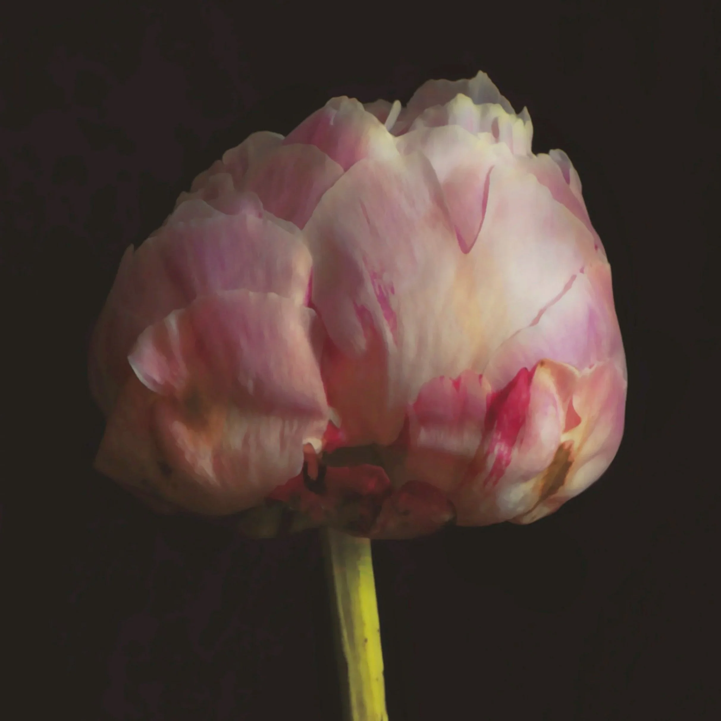 Close-up of a flower with pale pink and white petals against a dark background, illuminated from below.