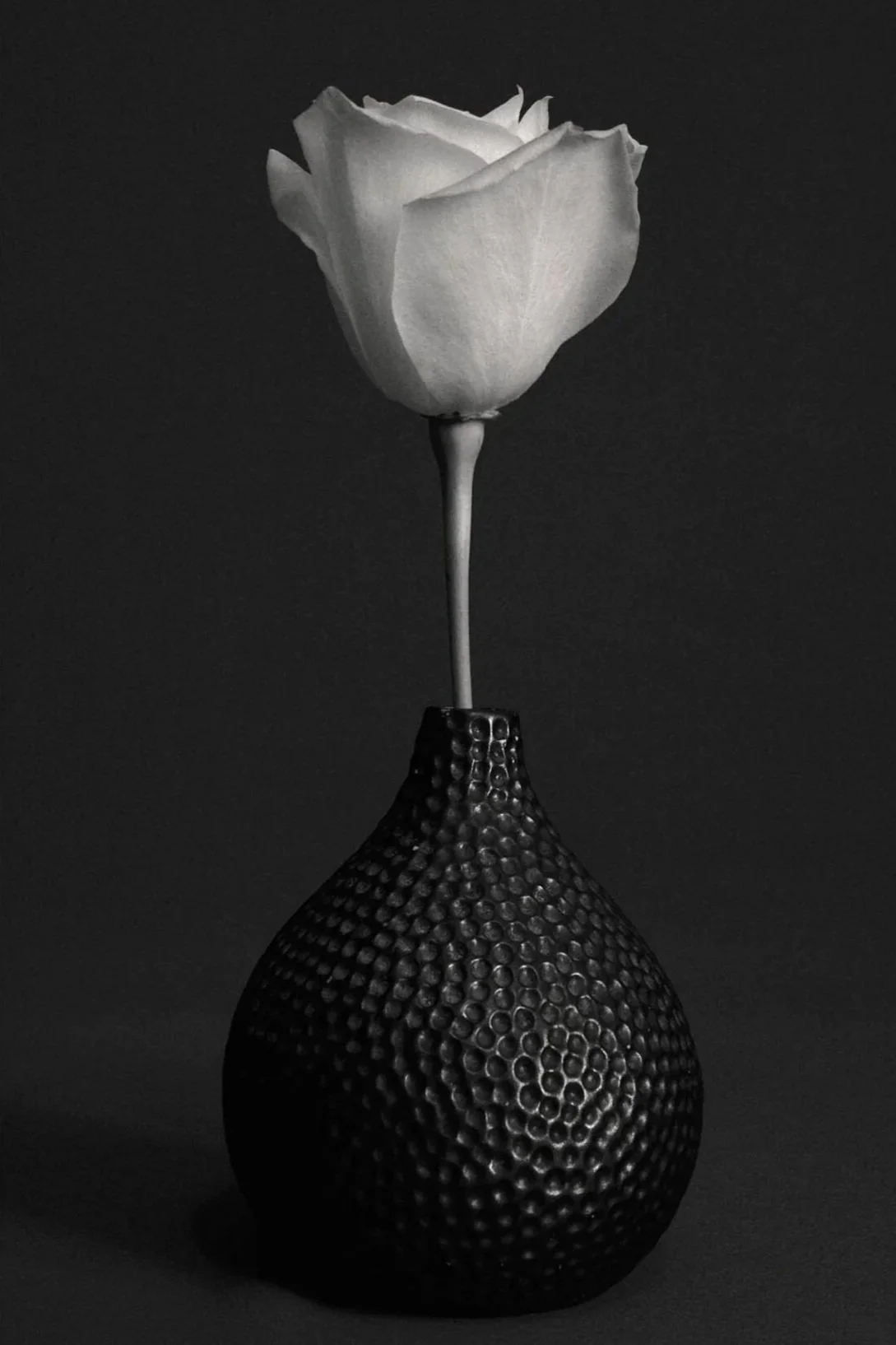 A white rose in a textured dark vase against a black background.