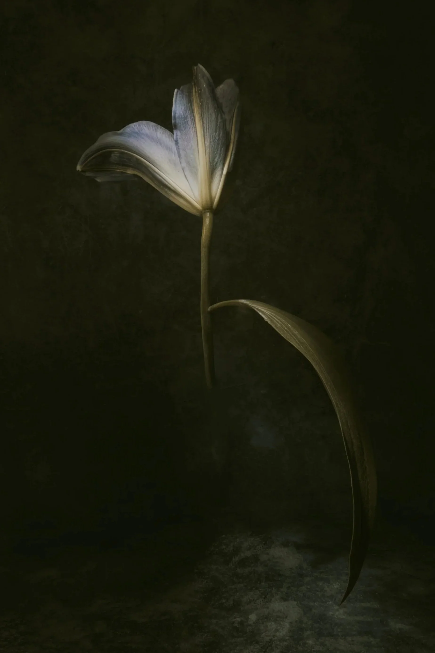 A false colour photograph of an iris flower opening