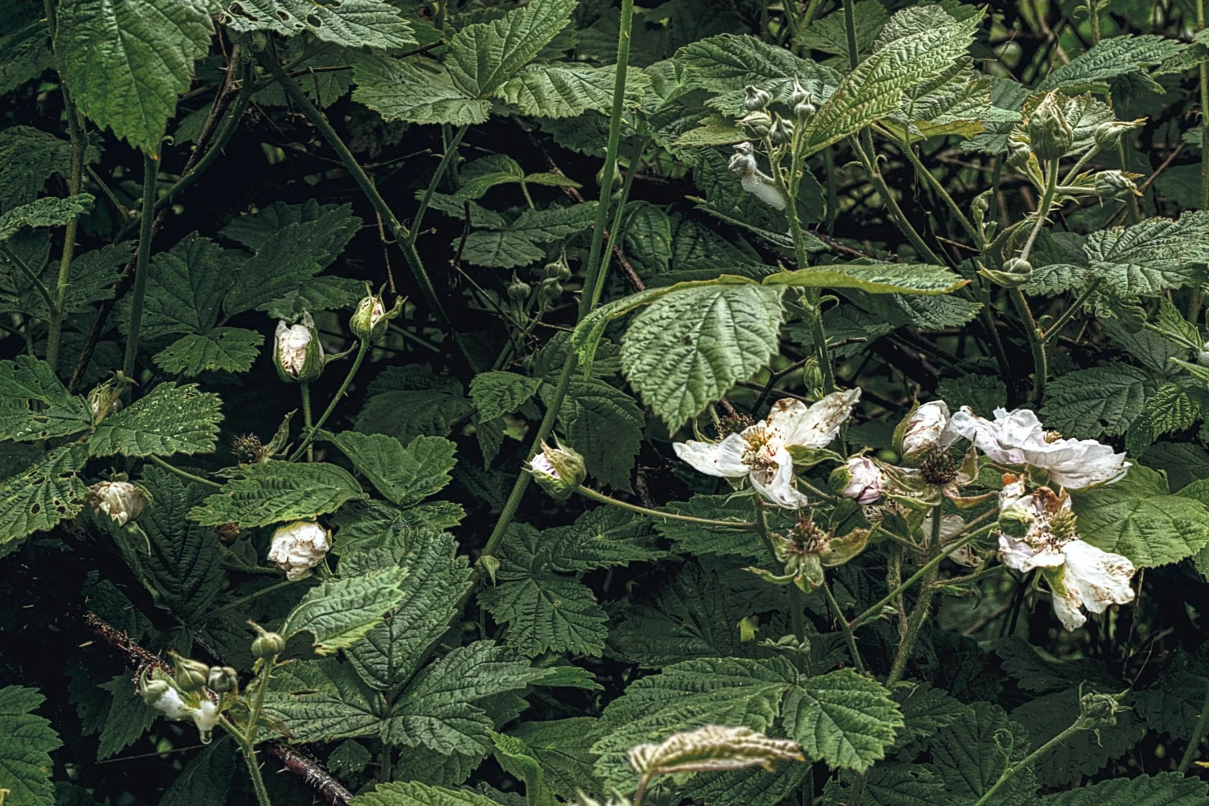 Green blackberry plant with leaves, white flowers, and some blackberries in bloom.