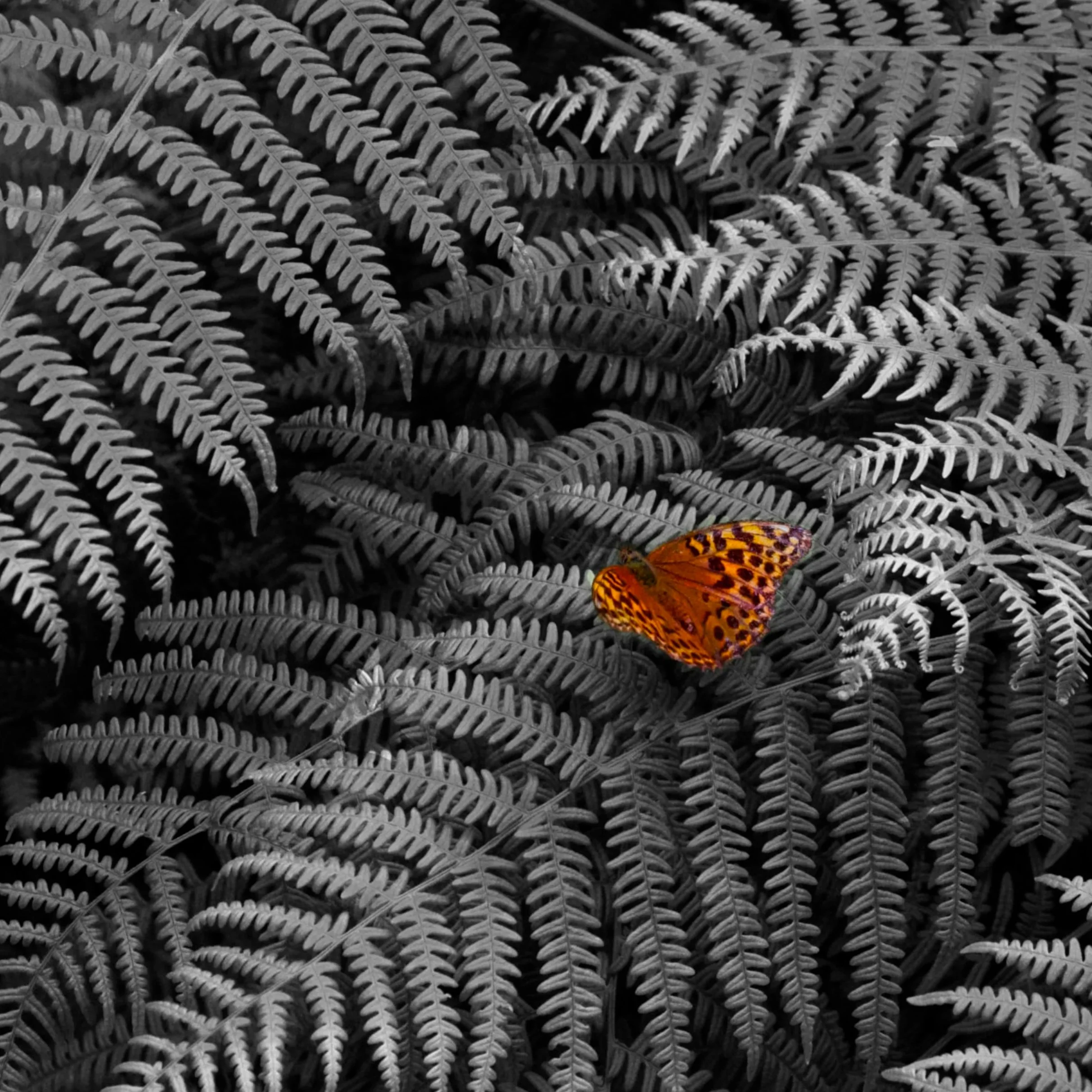 Black and white photo of fern leaves with a colorful butterfly on one of the leaves.