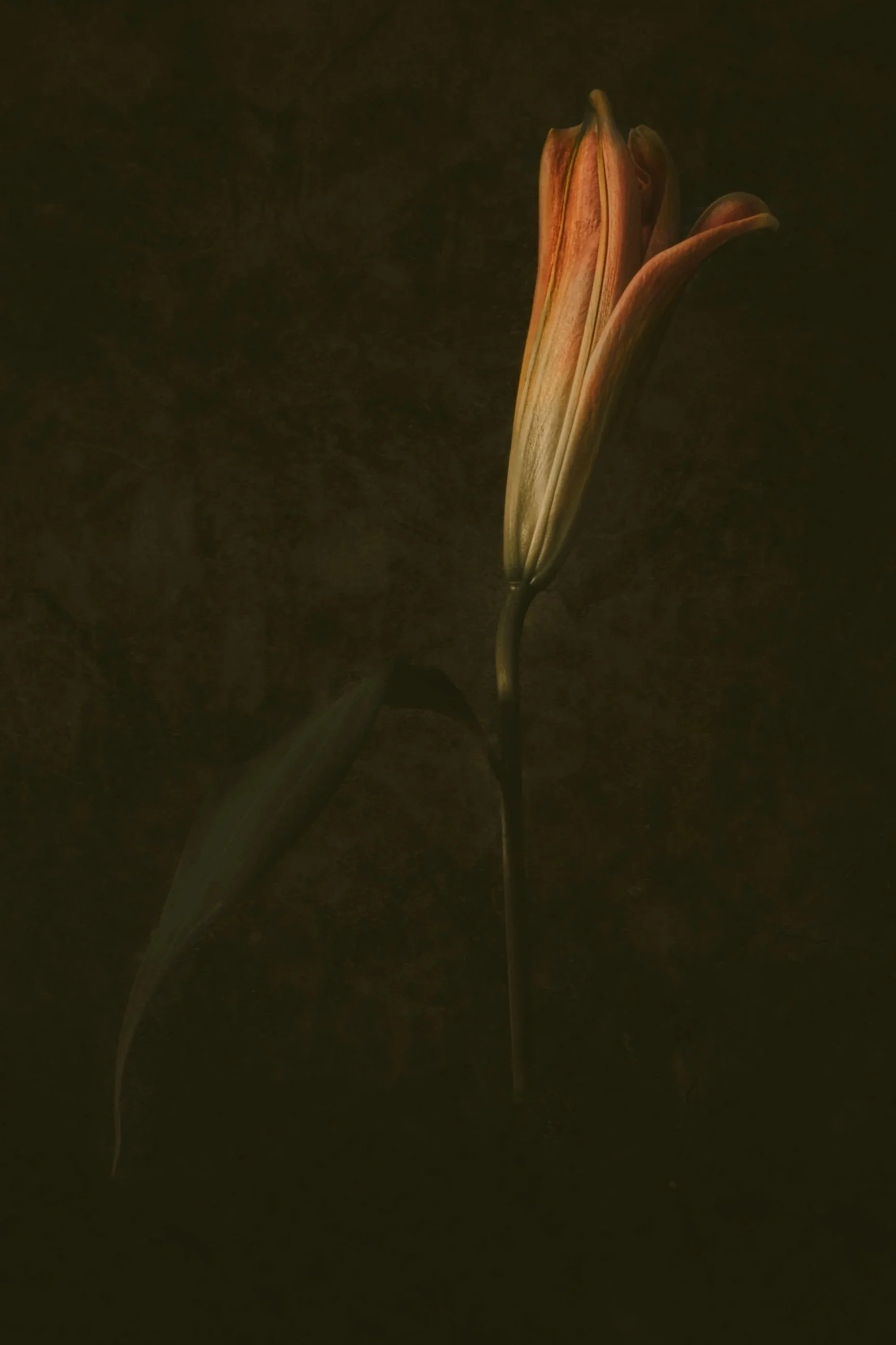 A photo of an iris flower beginning to open