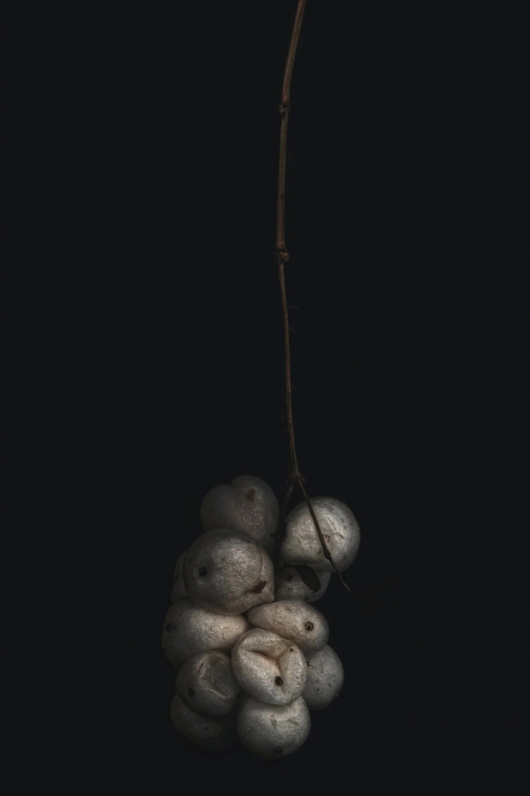 A moody photograph of white winter berries