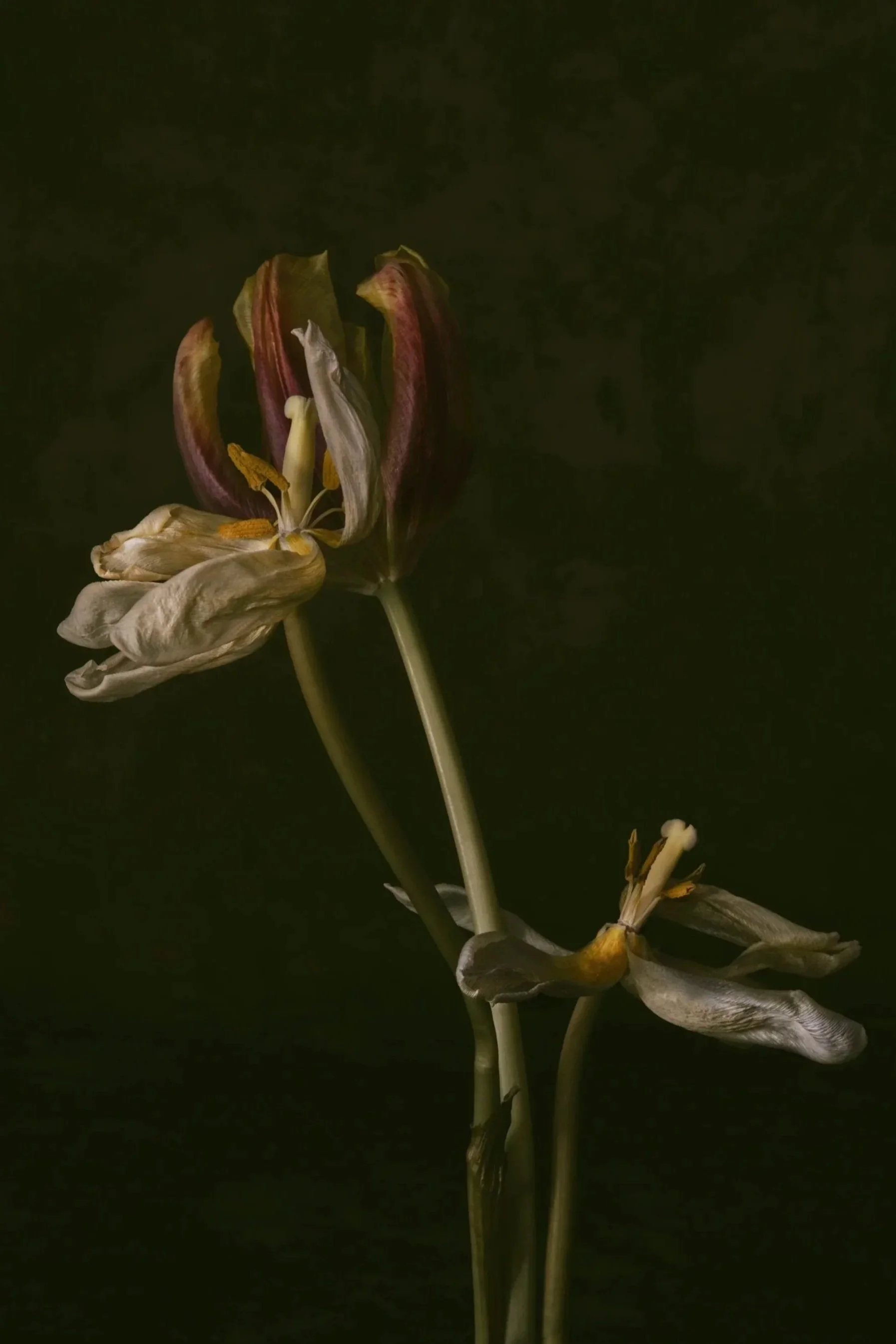 Withered white and purple flowers against a black background.