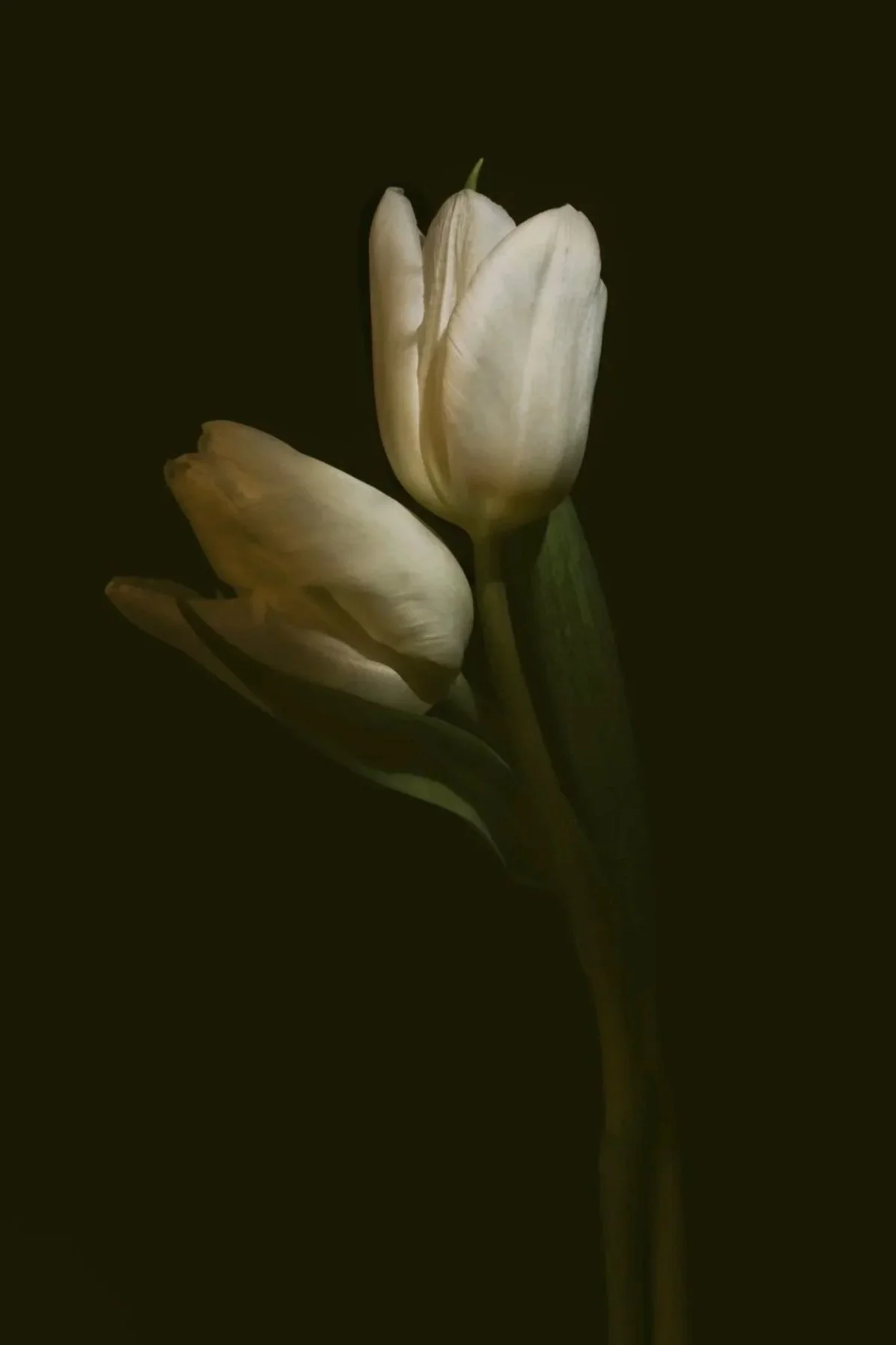 Two white tulips. Misty and dark