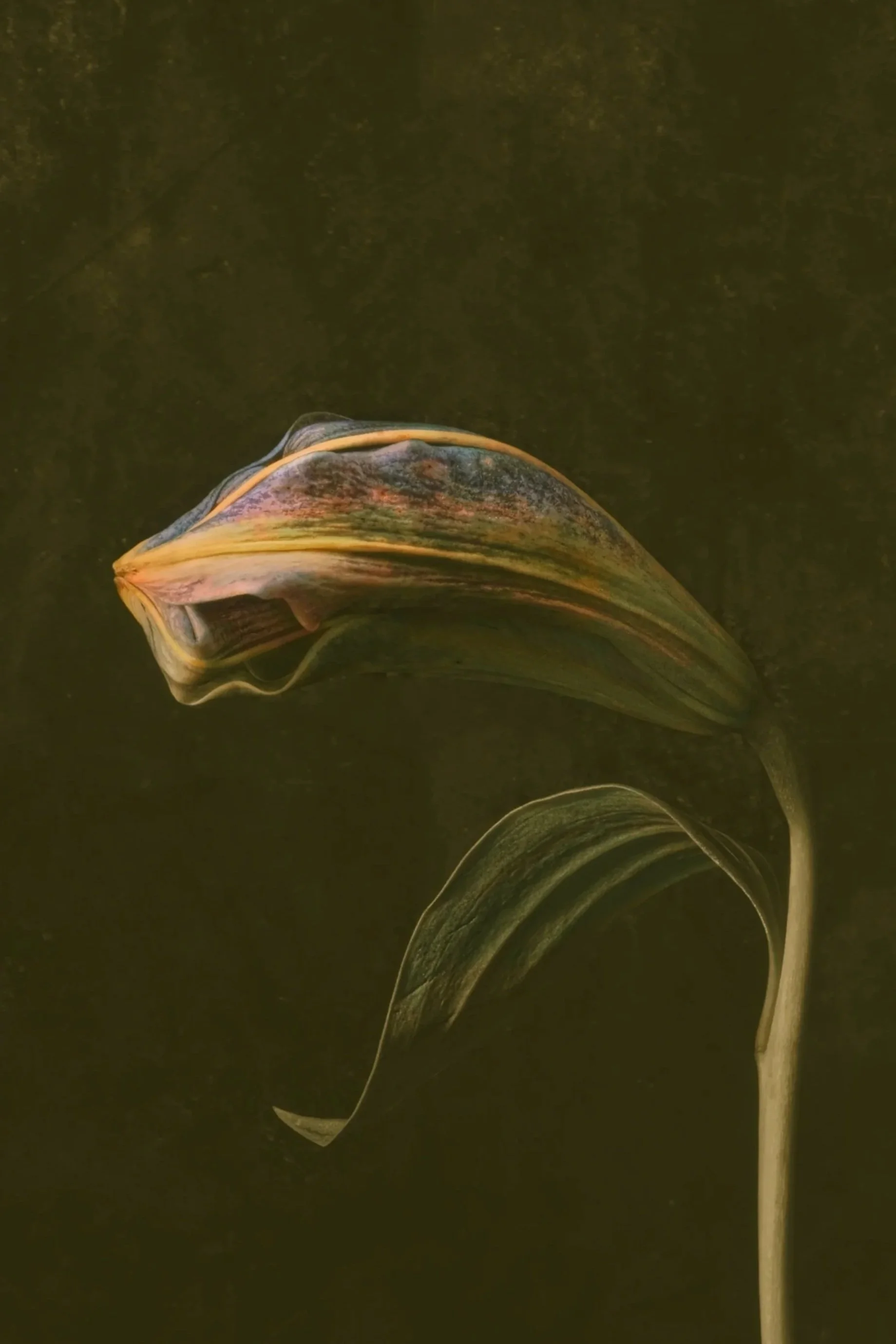 A photo showing the The bud of an iris