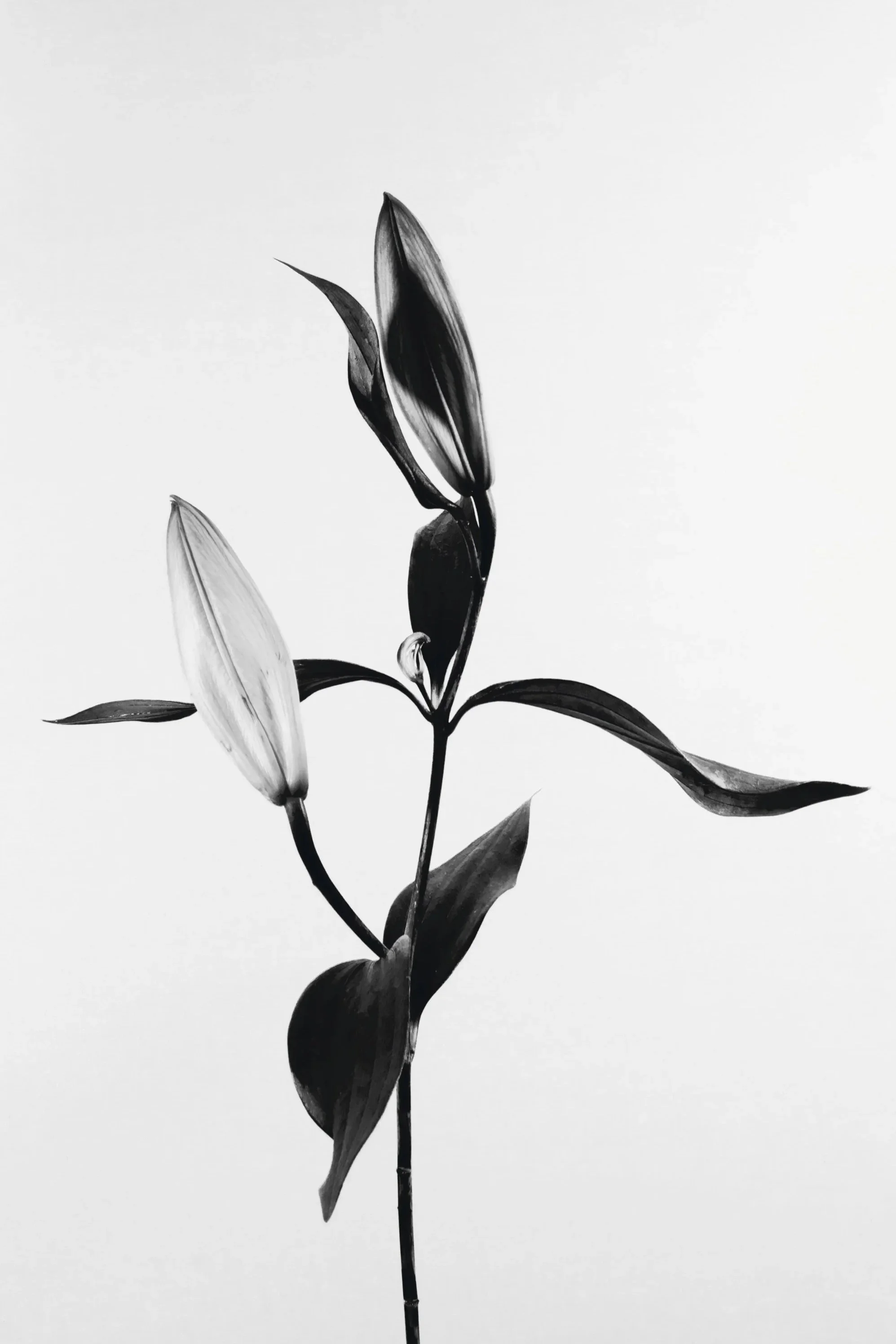 A black and white minimalist photograph of iris buds
