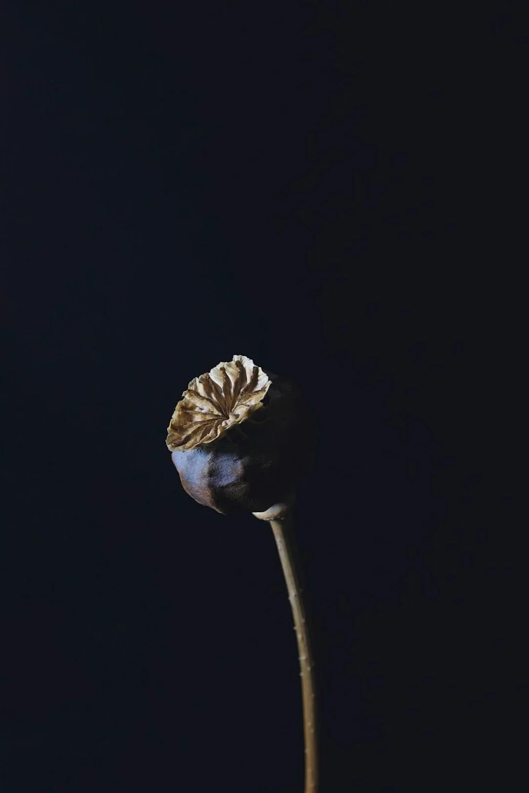 A dried poppy seed pod with a crinkled, brownish cap on a thin stem against a dark background.