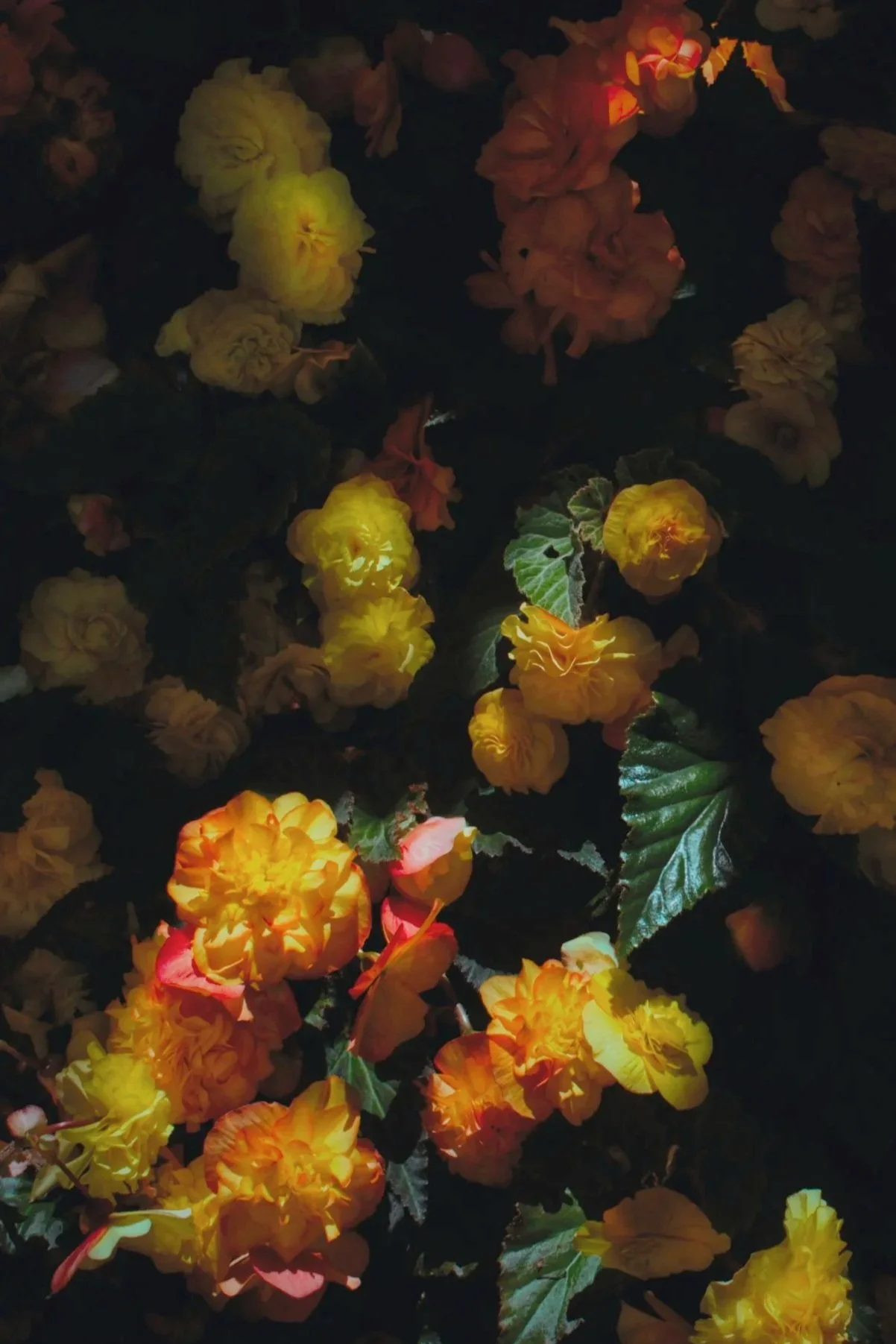 Nighttime photo of glowing yellow, orange, and pink flowers and green leaves illuminated in darkness.