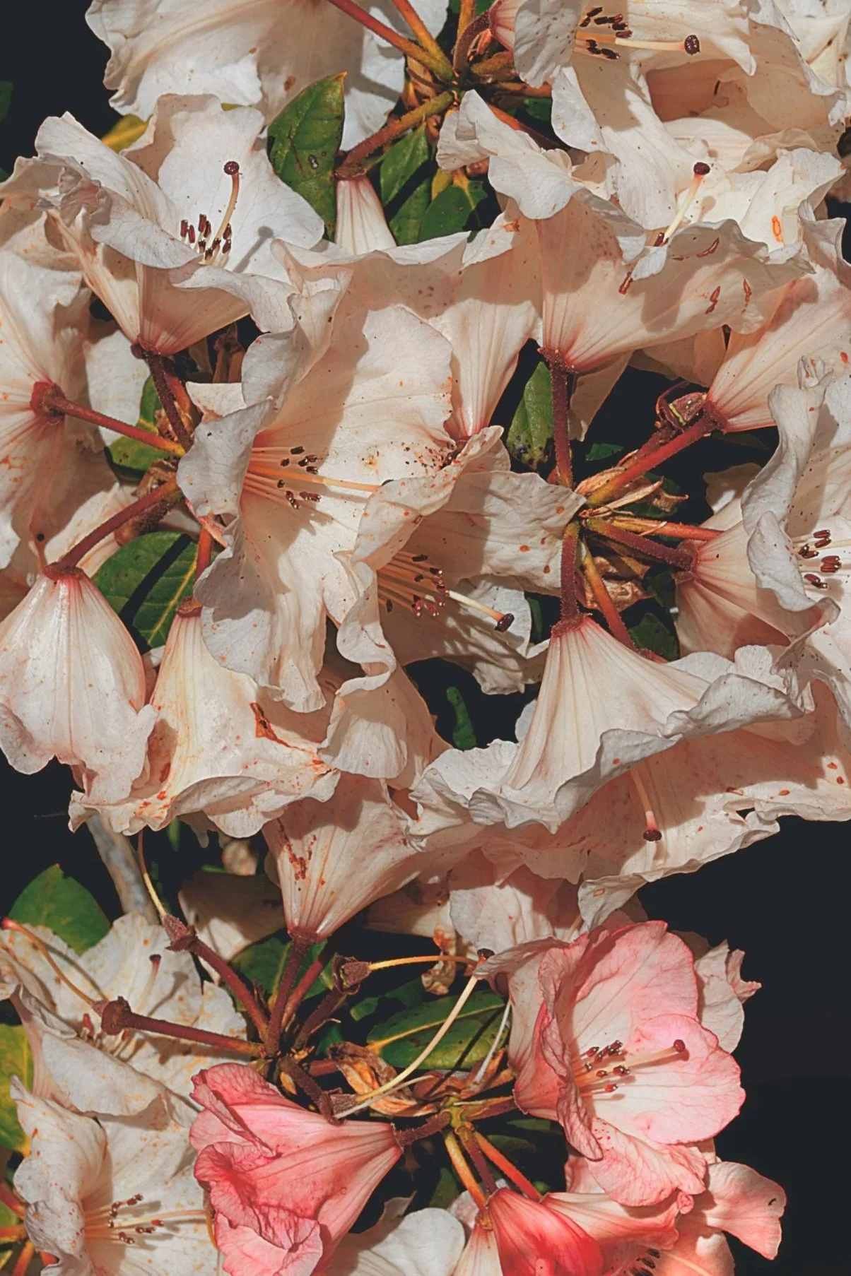 Close-up view of white and pink flowers with green leaves, showing multiple blooms with prominent stamens and petals.