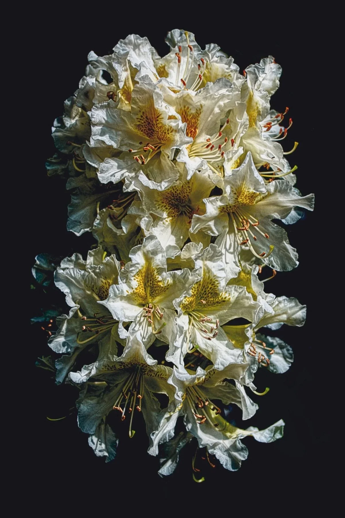 Close-up of white and yellow flowers with long stamens, arranged vertically against a black background.