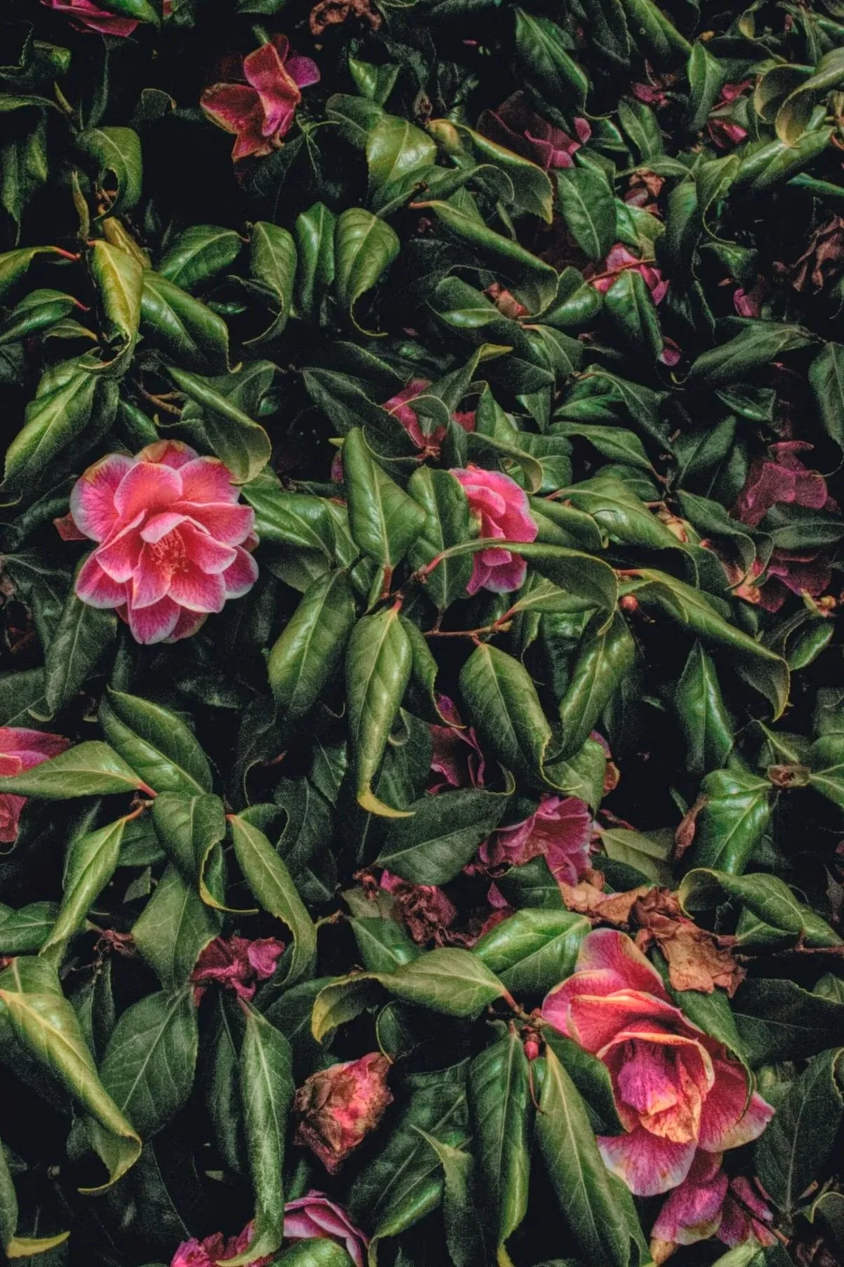Close-up of lush green leaves with pink flowers among dense greenery.