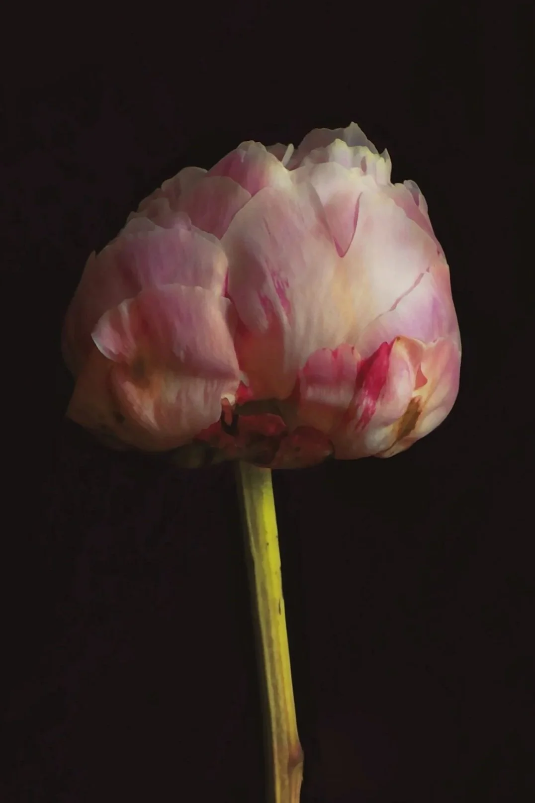 A pink and white poeny lower with a yellow stem against a black background.