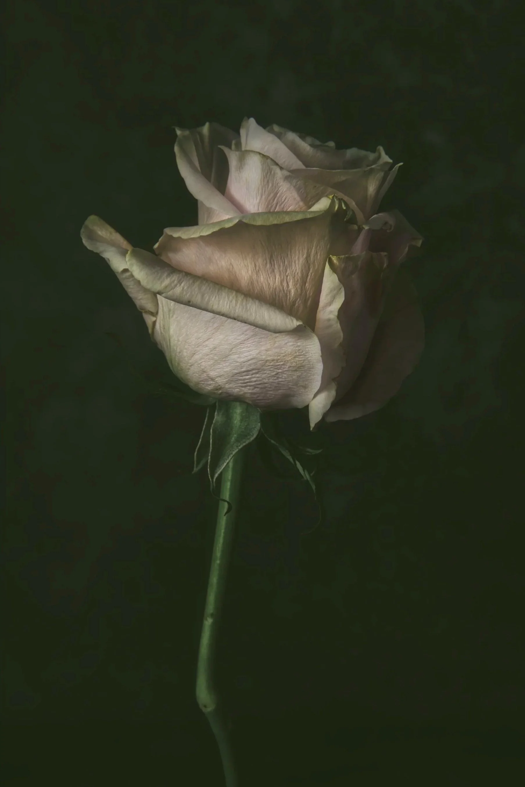 A pale-colored rose with slightly wilted petals against a dark background.