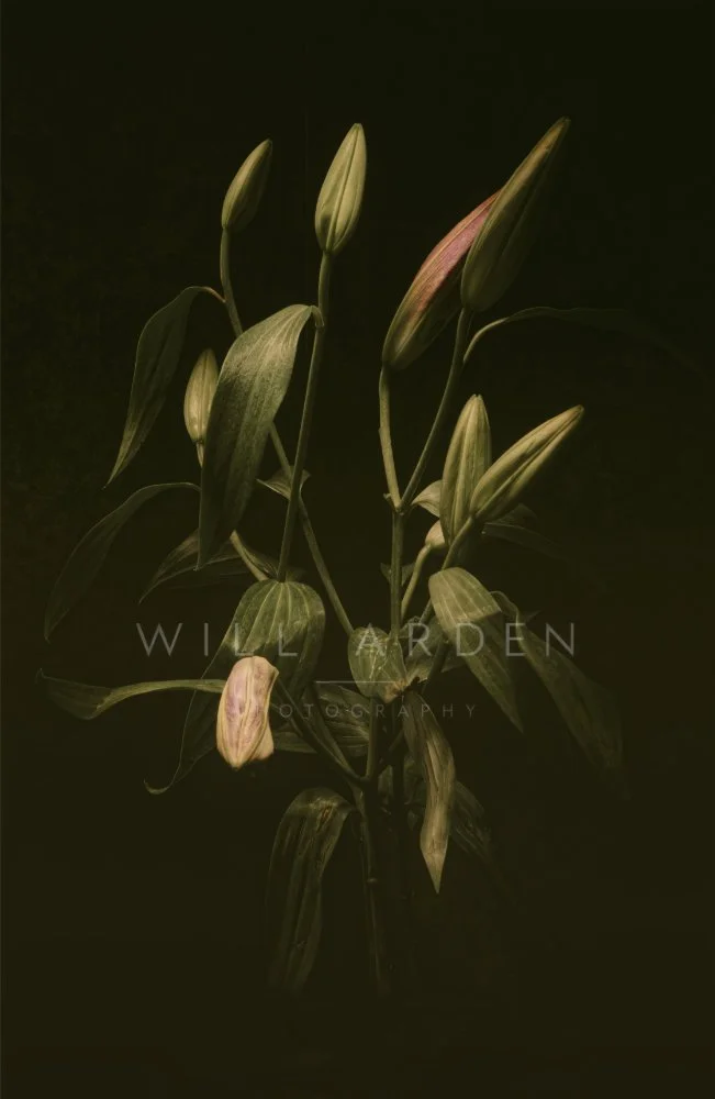 A Bouquet of Unopened Lilies