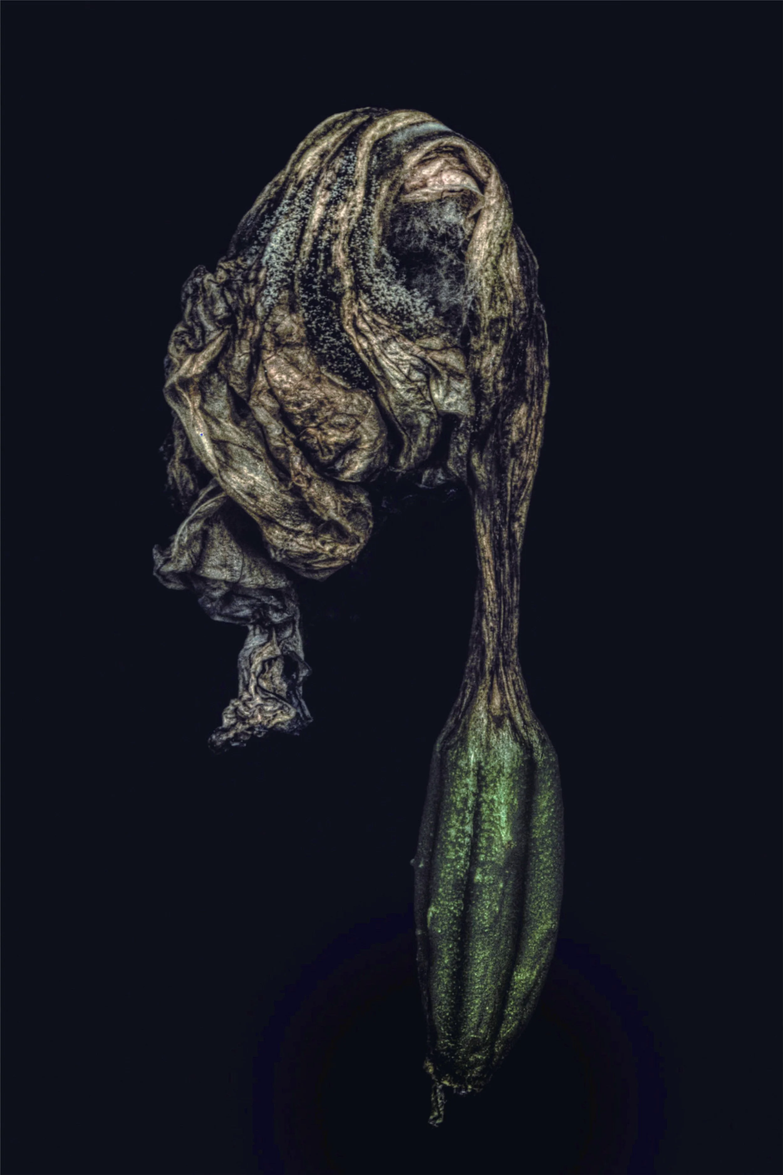 A dried withered flower with dark, twisted petals and a long stem against a black background.