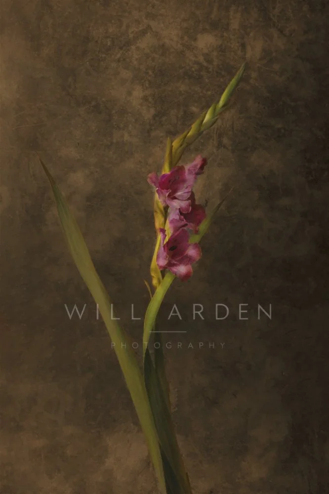 Gladioli #1