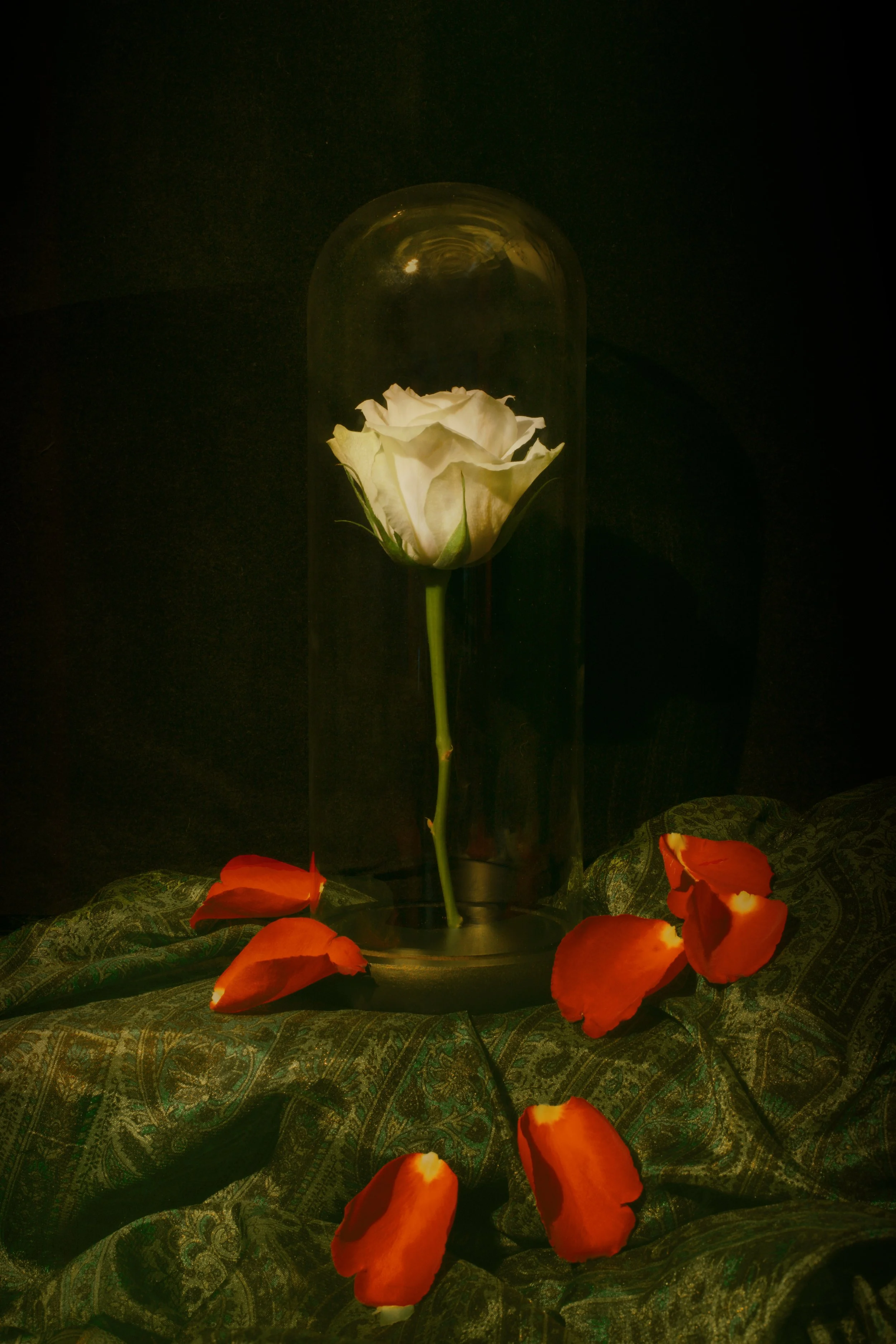 A white rose is displayed in a glass dome on a dark cloth with red and orange flower petals scattered around.