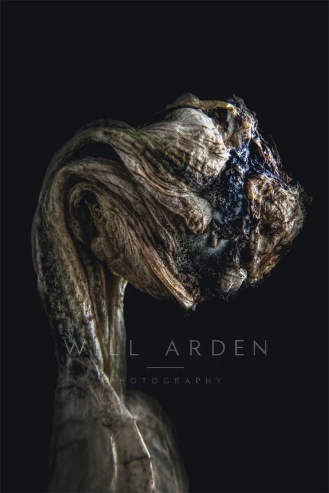 Dead Iris #5