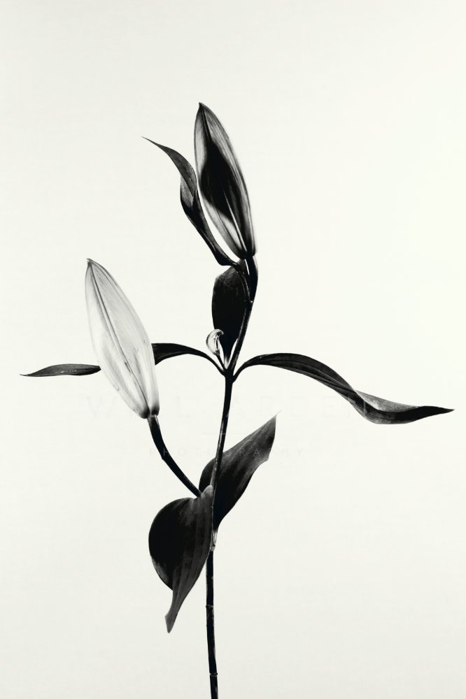 Lily buds  in Black and White
