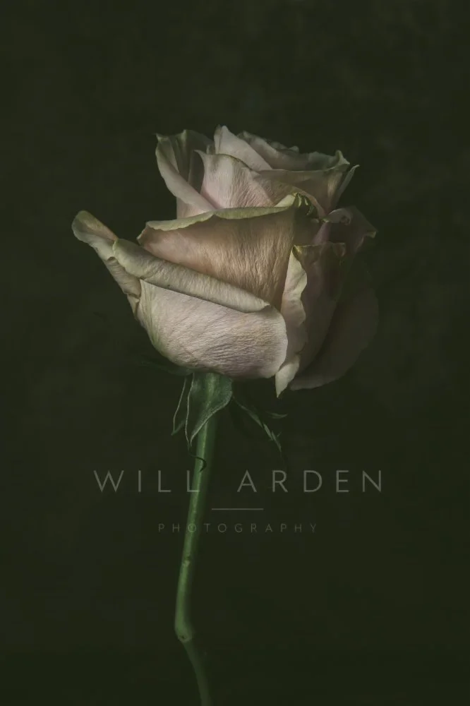 A Single White Rose