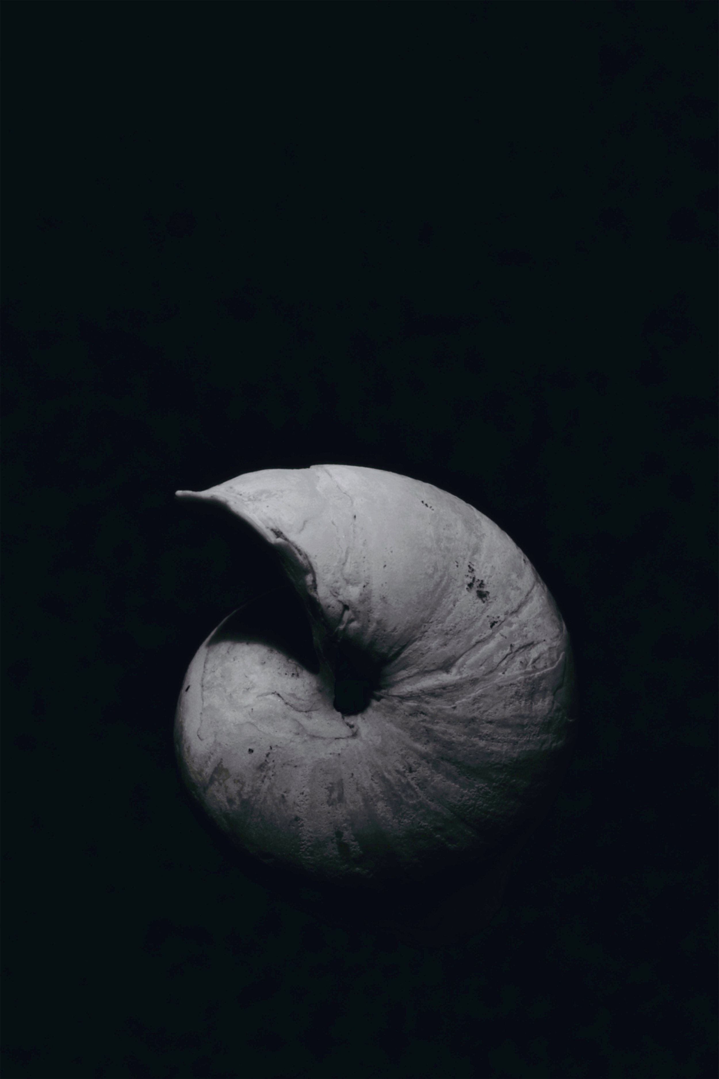 A coiled white seashell with dark inner hollow, set against a solid black background.