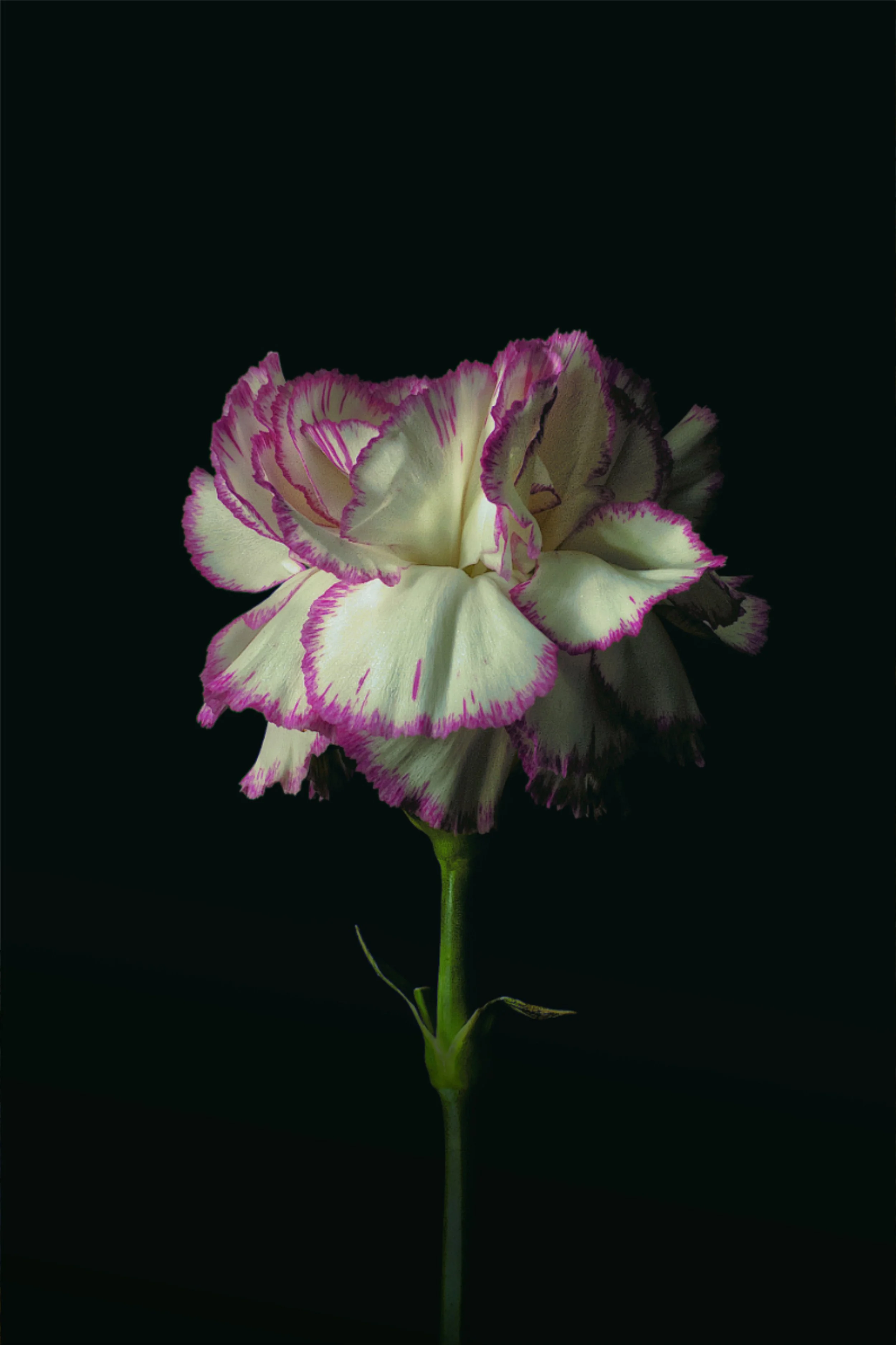 Close-up of a white and purple-edged flower against a dark background.