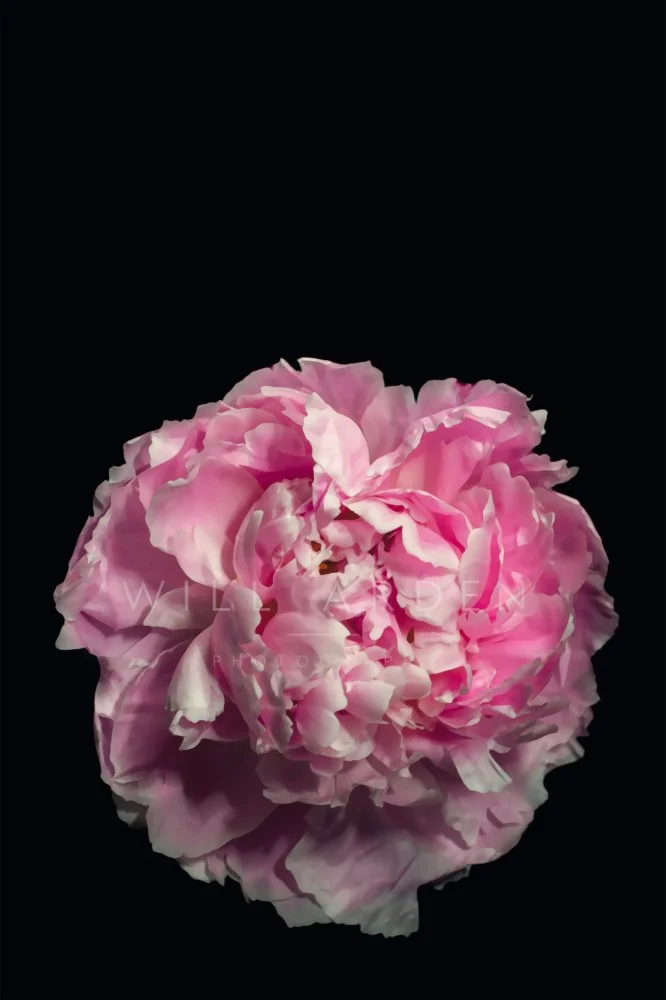 Pink Flower #2