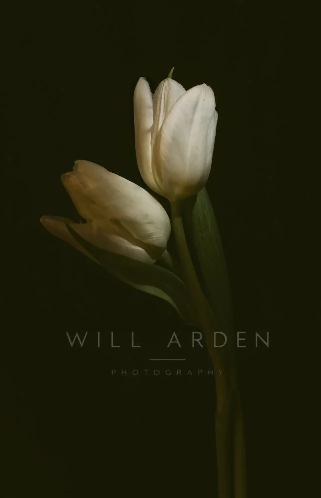 Two White Tulips