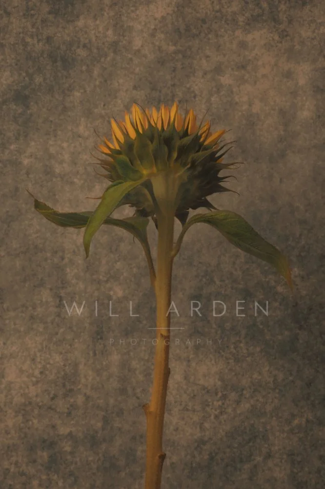 Sunflowers #7