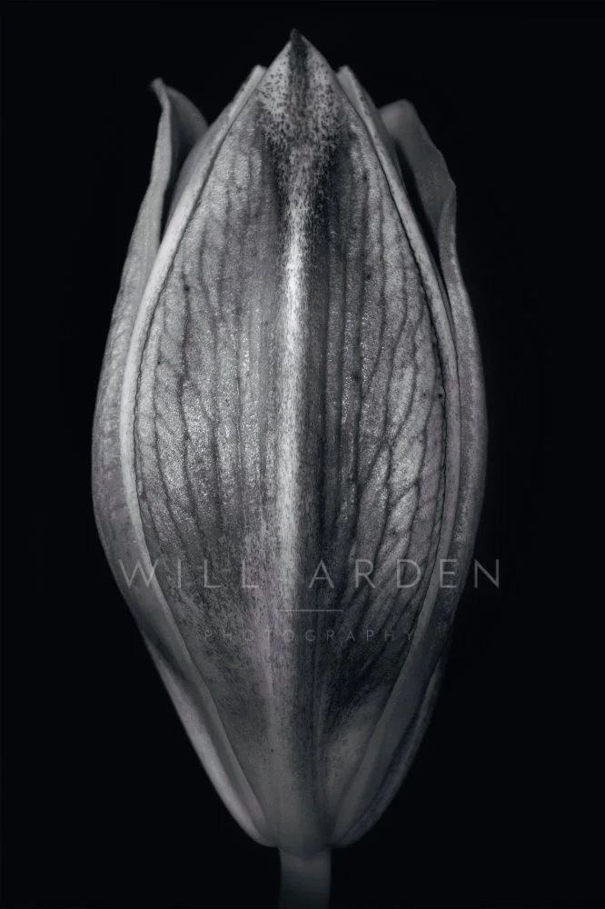 Tulip 1