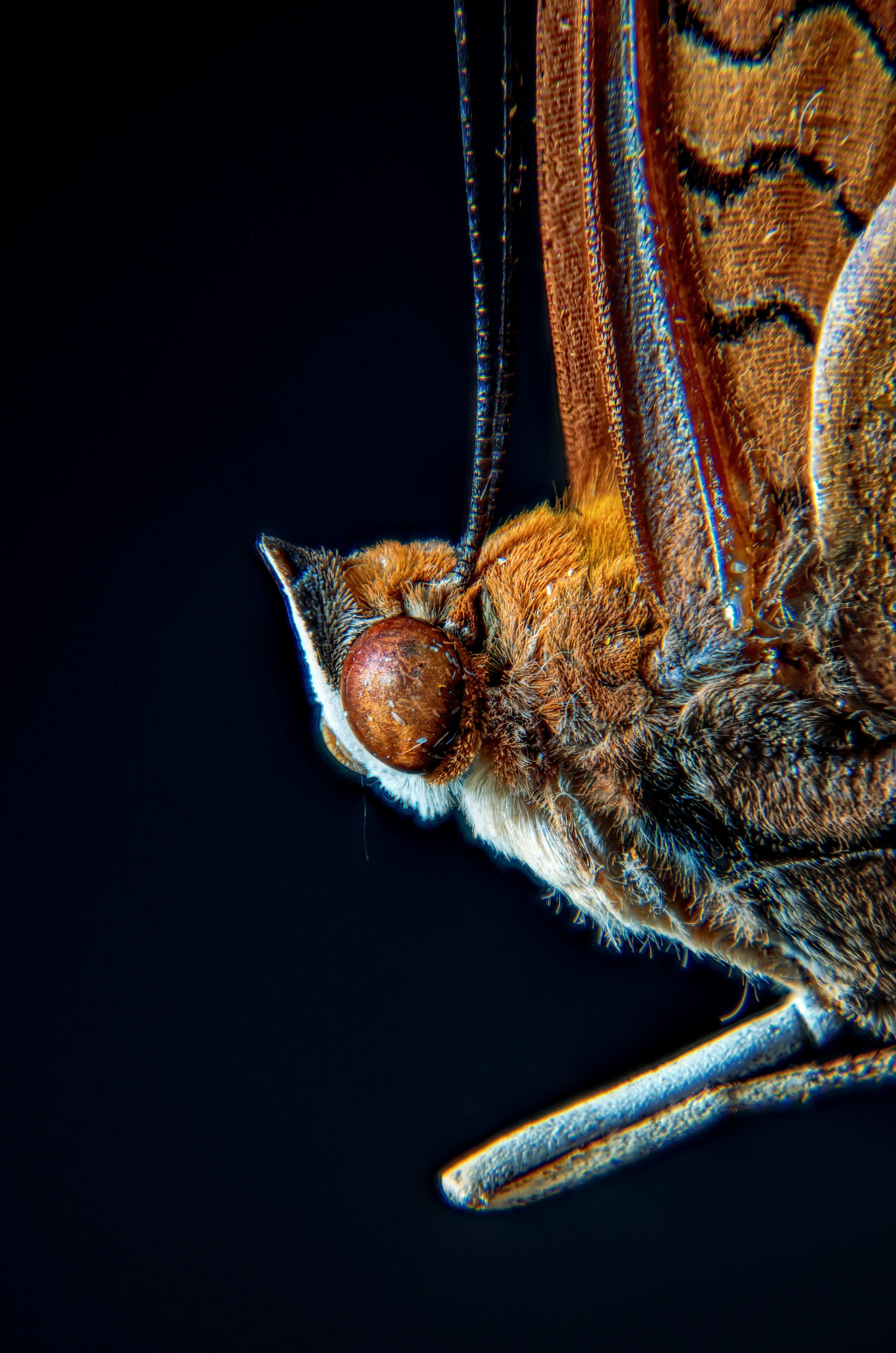 Close-up macro photograph of the head of a fruit fly, showing detailed eyes, mouthparts, and scales on its face and body against a black background.
