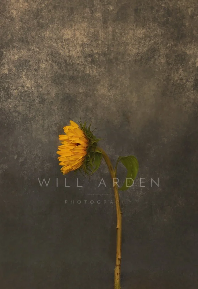 Sunflowers #4