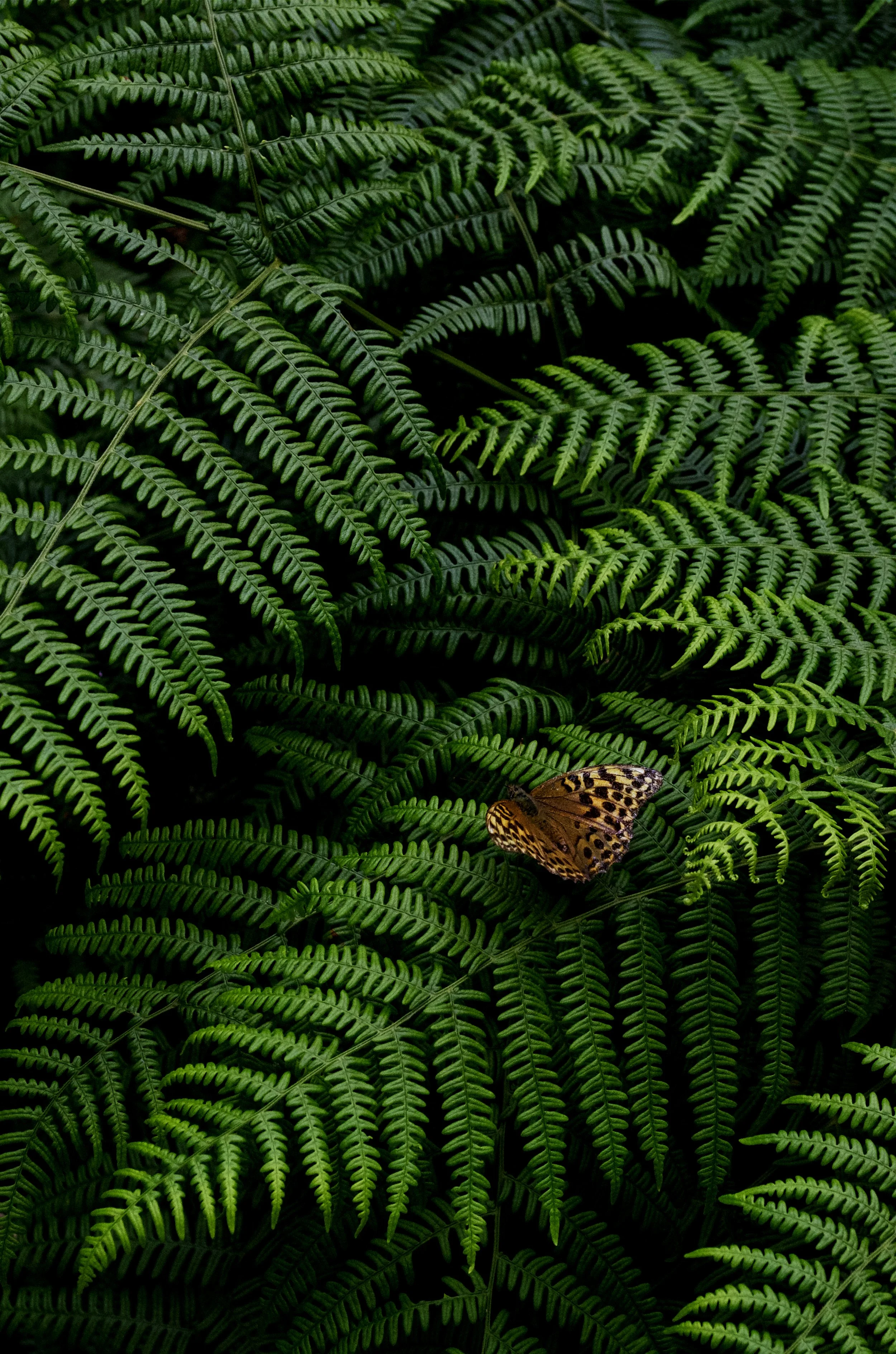 Green fern leaves with a butterfly resting on one leaf.