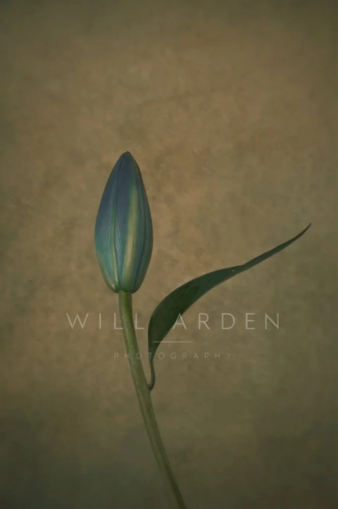 Lilies #4