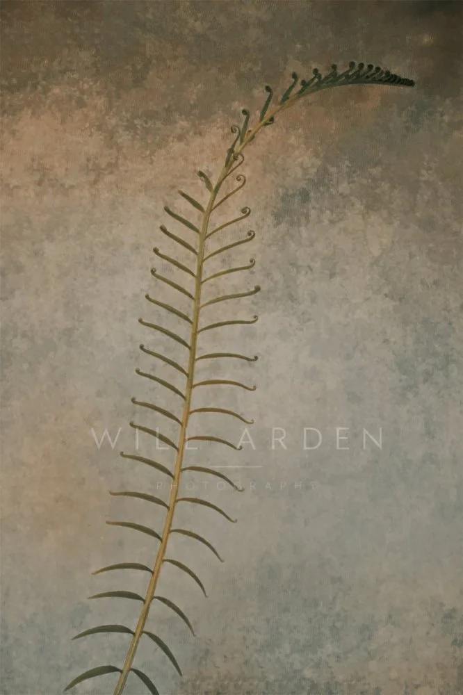 Cycad Frond