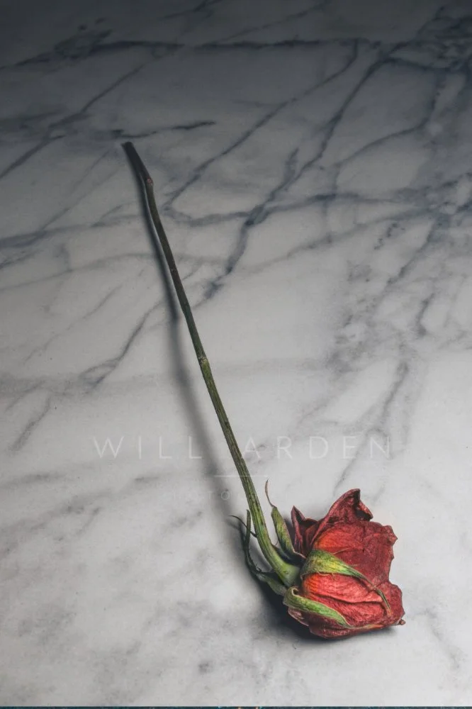 Red Rose 5