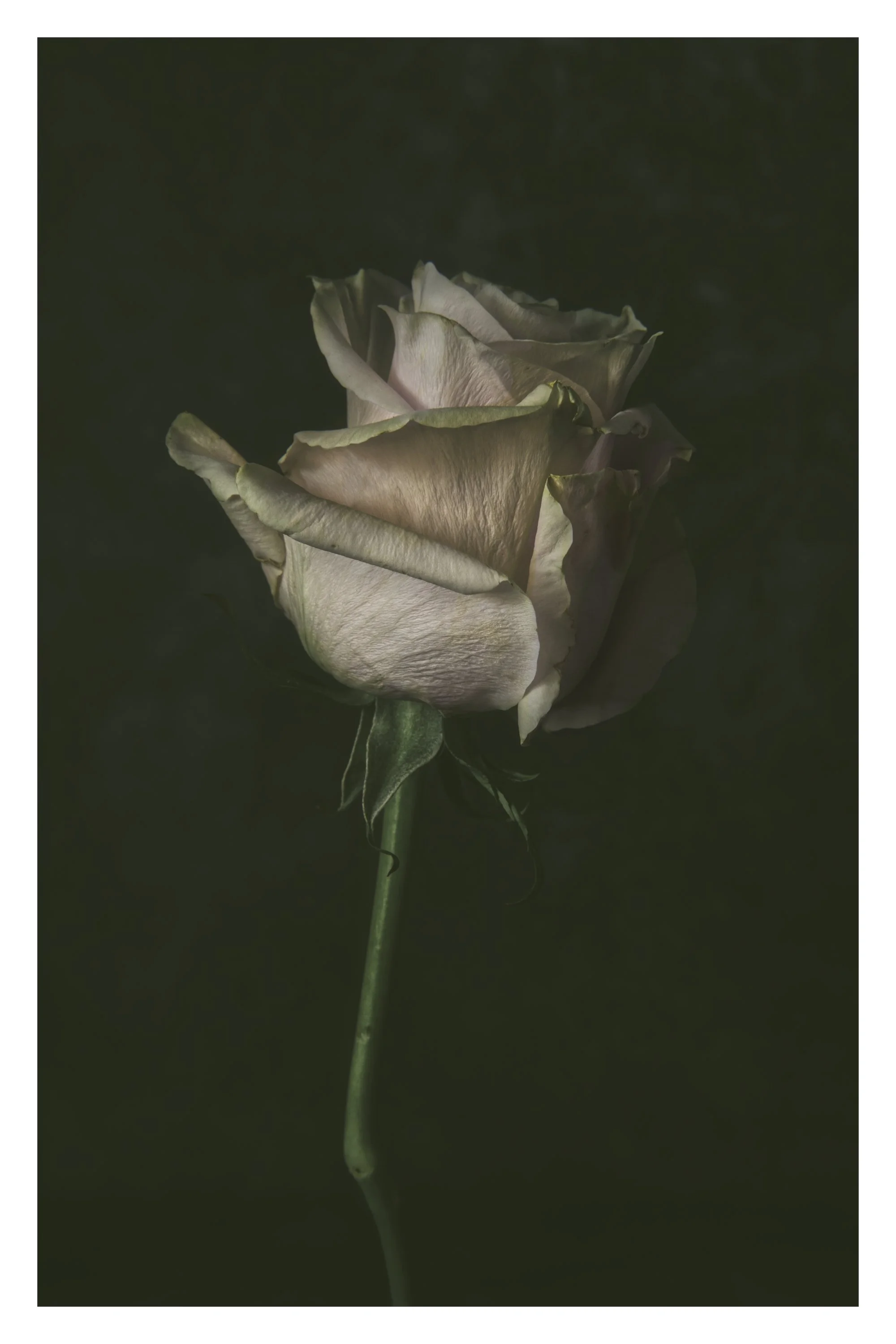 A close-up of a cream-colored rose with hints of pink against a dark background.