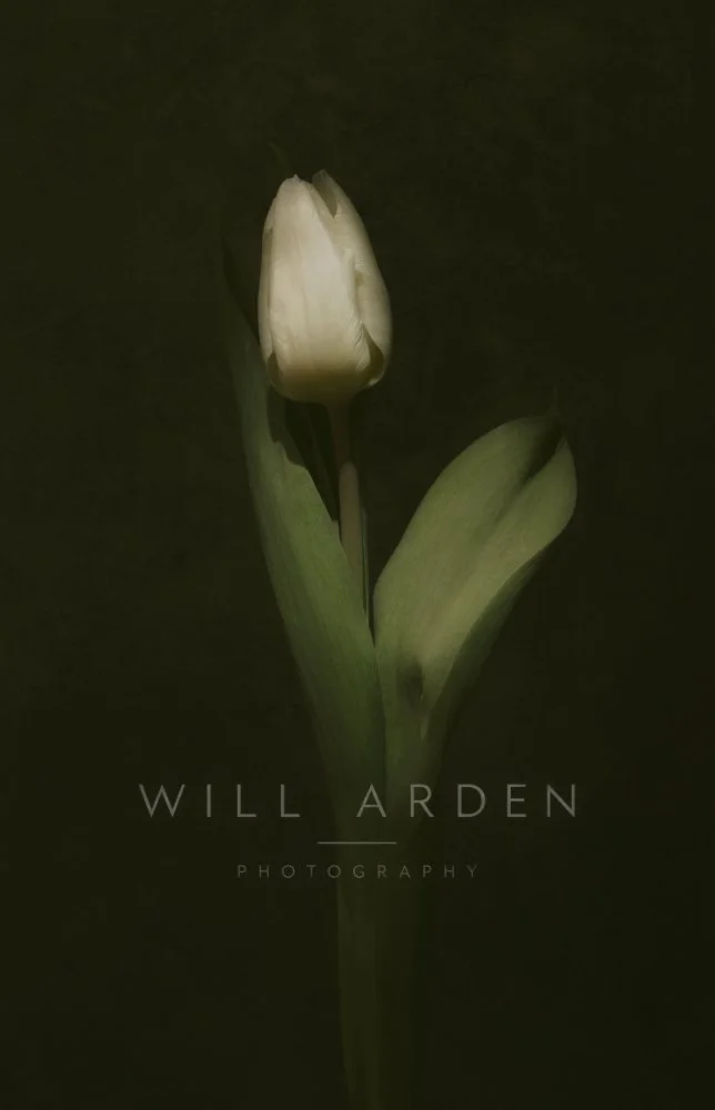 White Tulip