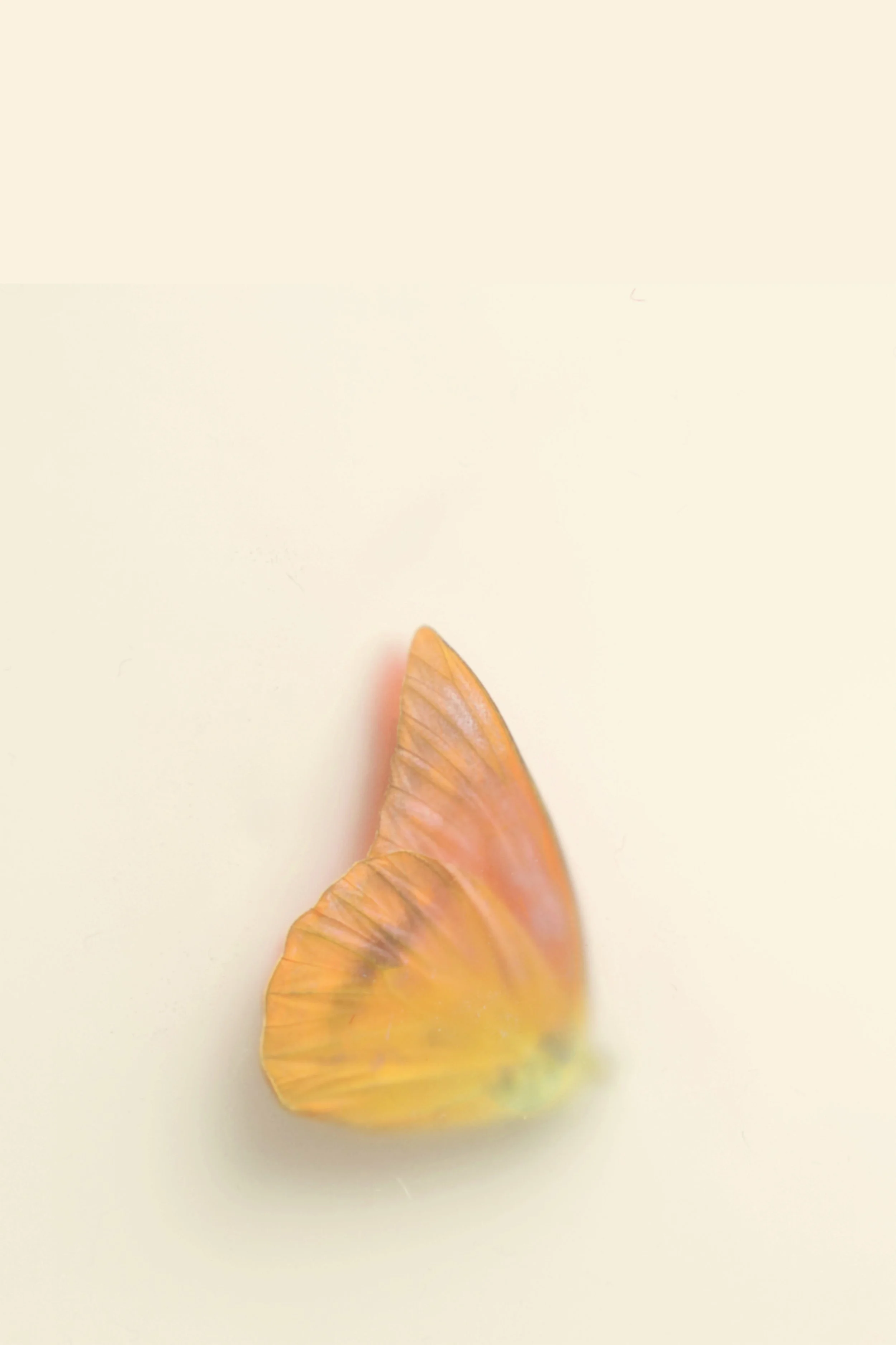 Close-up of a brown butterfly wing on a light, neutral background.