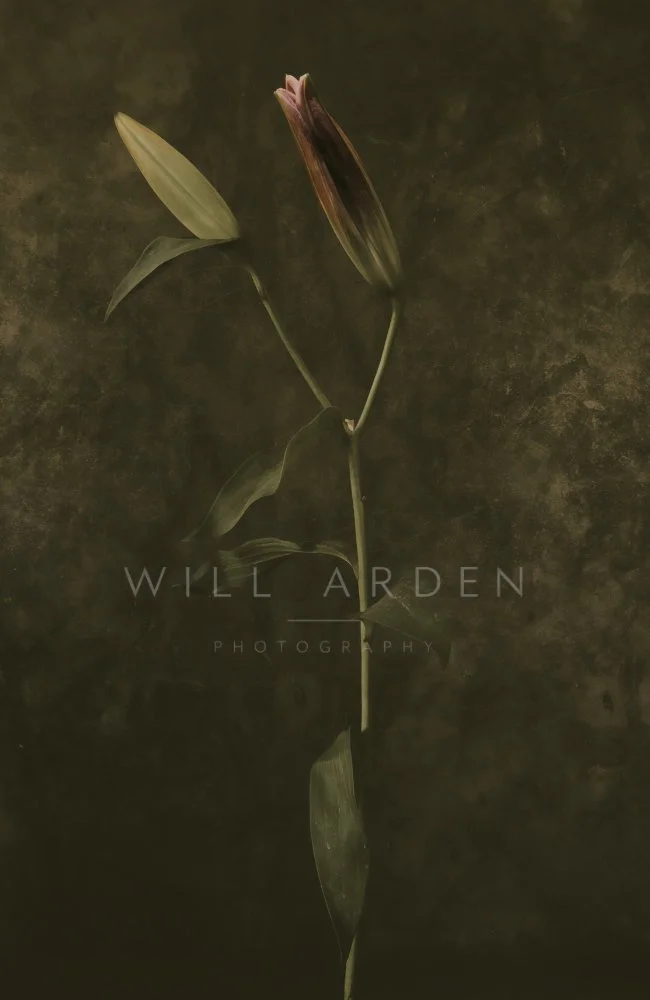 Two Unopened Lily Flowers