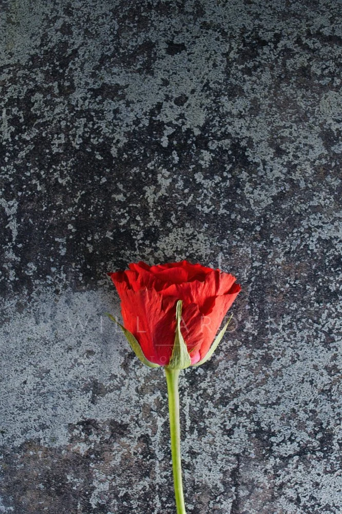 Red Rose 2