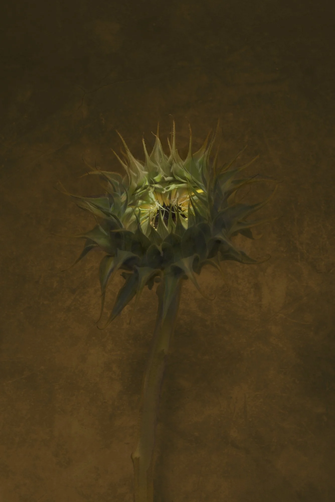 sunflower 4.jpg
