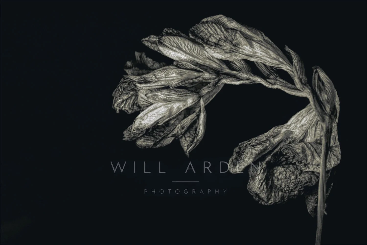 Dead Iris #4